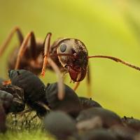 Black Ant with Aphids 2 